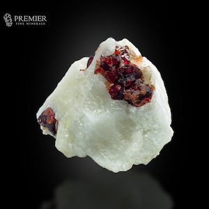 Puede incluir: Un espécimen mineral natural en bruto con una matriz verde claro y grupos de granates cristalinos de color rojo oscuro. El logotipo de Premier Fine Minerals está en la esquina superior izquierda. El mineral está sobre un fondo negro.