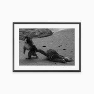 Punch Monkey, Animal Print, Meme Poster, Photography Prints, Black and White Wall Art