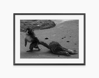 Punch Monkey, stampa animalier, poster meme, stampe fotografiche, arte murale in bianco e nero