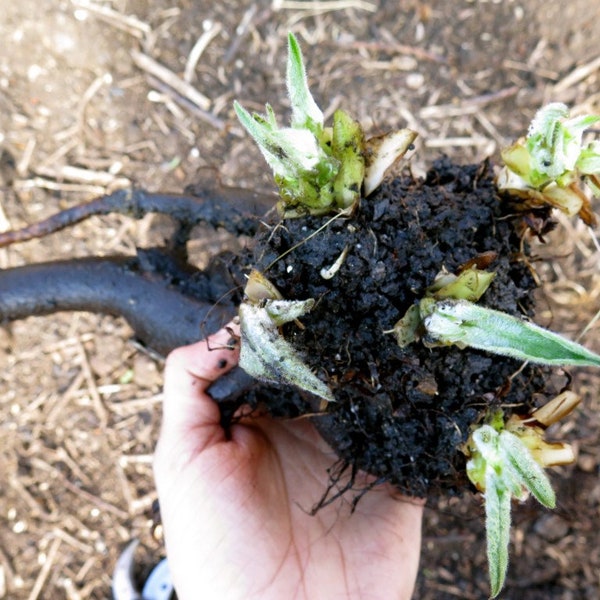 Comfrey Root - Bocking 14 Russian - live cuttings