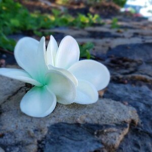 Hair Flower, Tropical Hair Flower, Hawaiian Hair Flower, Hair Clip, Flower Clip, Plumeria Hair Flower, Plumeria, Plumeria Clip, Mint Green