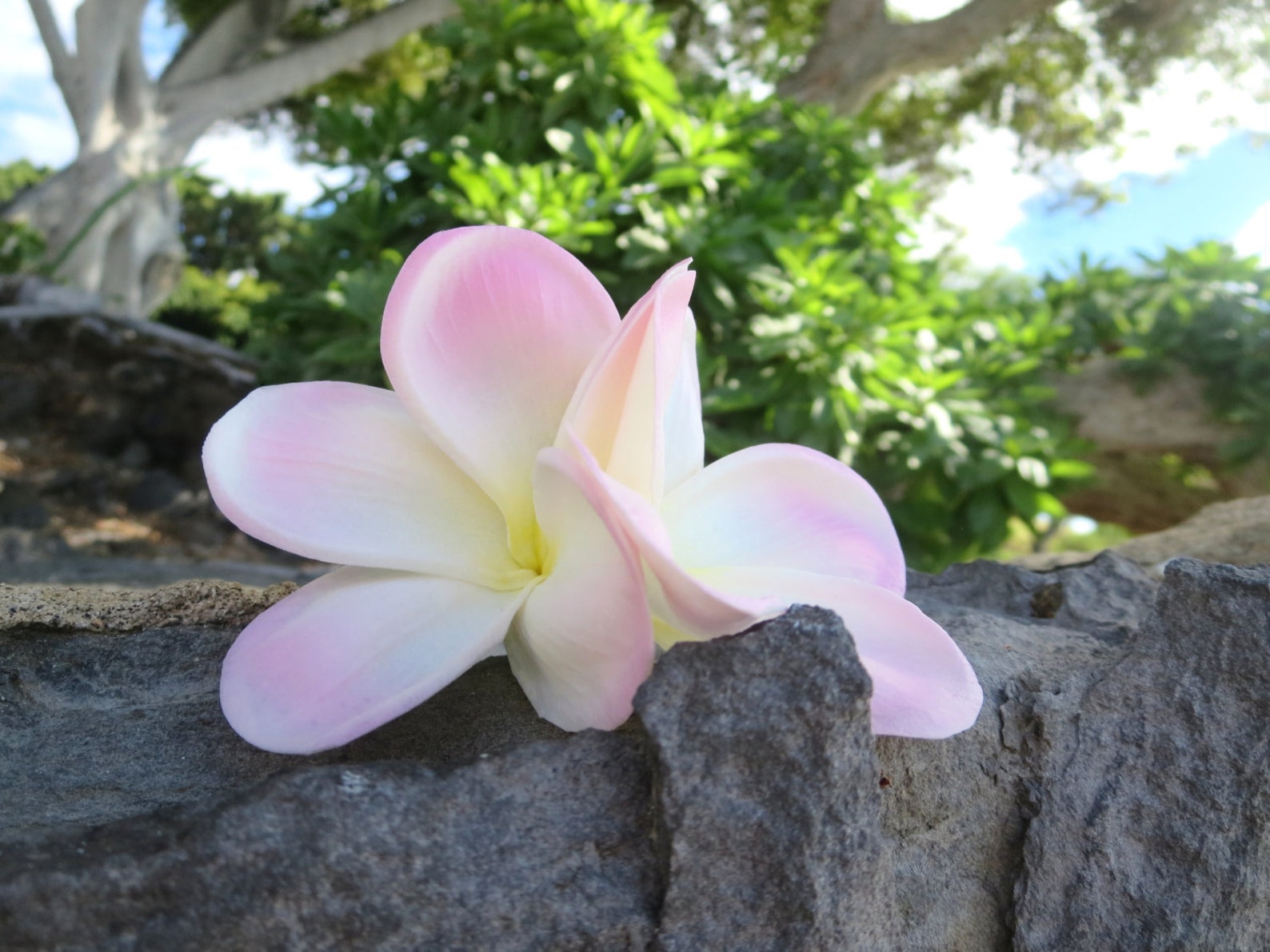 Tropical Hair Flower Hair Piece Plumeria Pink Bridal Hair Etsy