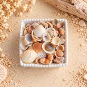 Può includere: Una ciotola quadrata in ceramica bianca con bordo a perline riempita con una collezione di piccole conchiglie in varie tonalità di crema, marrone chiaro, beige e sabbia. Le conchiglie variano per dimensioni e forma, con superfici lisce.