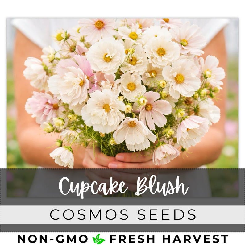 May include: A bouquet of 'Cupcake Blush' cosmos flowers, featuring soft pink and white petals with yellow centers. The flowers are held in hands, with the text 'Cupcake Blush' and 'Cosmos Seeds' visible.