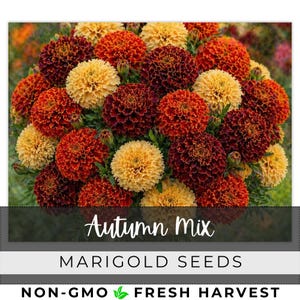 May include: A vibrant image of marigold flowers in an autumn mix. The flowers are a mix of deep burgundy, fiery orange, and soft yellow. The text "Autumn Mix" and "Marigold Seeds" are displayed on the image, along with "Non-GMO Fresh Harvest".