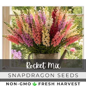 May include: A vibrant bouquet of Rocket Mix snapdragon flowers in a galvanized metal watering can. The flowers display a spectrum of colors, including pink, purple, white, and yellow. The image includes the text "Rocket Mix" and "Snapdragon Seeds".