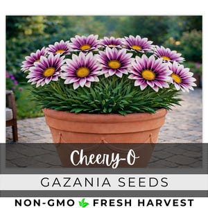 70 Seeds Gazania, Cheery-O, Outdoor Garden Planting Heirloom, Great for arrangements
