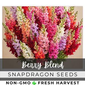 May include: A vibrant bouquet of snapdragon flowers in a variety of colors, including red, pink, purple, orange, and white. The image features the text "Berry Blend" and "Snapdragon Seeds". The words "Non-GMO" and "Fresh Harvest" are also visible.