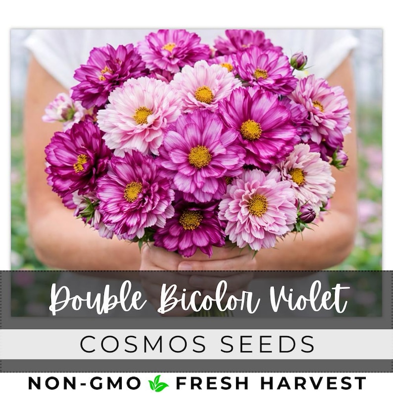 May include: A bouquet of Double Bicolor Violet Cosmos flowers, featuring vibrant purple and pink petals with yellow centers. The image includes the text "Double Bicolor Violet" and "Cosmos Seeds". The flowers are labeled as Non-GMO and Fresh Harvest.