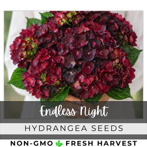 May include: A close-up of a bouquet of deep burgundy hydrangea flowers with green leaves. The image includes the text "Endless Night" and "Hydrangea Seeds". The bottom of the image reads "Non-GMO Fresh Harvest".
