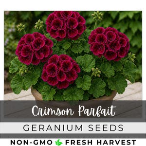 May include: A terracotta pot filled with vibrant crimson geraniums. The flowers are fully bloomed, with a dense, layered appearance. The image includes the text "Crimson Parfait" and "Geranium Seeds". The leaves are a deep green, contrasting with the flowers.