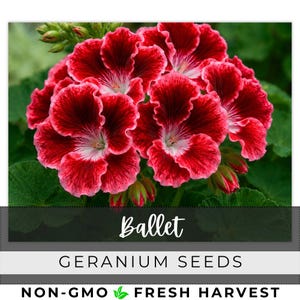 May include: A cluster of vibrant red and white geranium flowers with ruffled petals and green foliage. The text on the image reads Ballet GERANIUM SEEDS NON-GMO FRESH HARVEST. The flowers feature deep red edges fading into a white center.