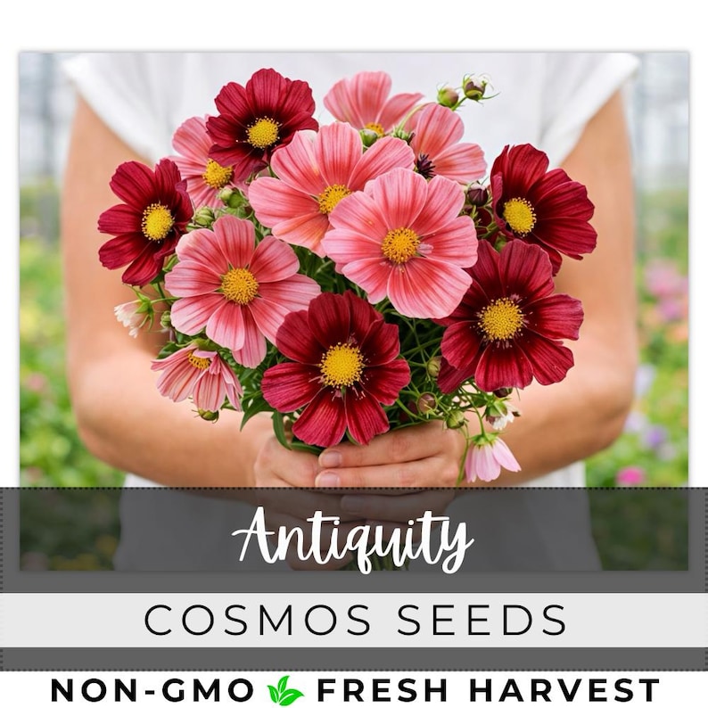 May include: A bouquet of cosmos flowers in shades of pink and burgundy with yellow centers. The flowers are held in front of a person wearing a white shirt. The text "Antiquity" and "Cosmos Seeds" are displayed below the flowers.