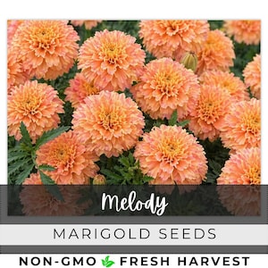 May include: Close-up of vibrant orange marigold flowers with a layered petal design. The image features the word "Melody" in cursive, along with the text "MARIGOLD SEEDS" and "NON-GMO FRESH HARVEST".