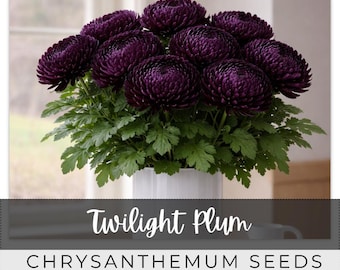 210 Seeds Chrysanthemum, Twilight Plum, Outdoor Garden Planting Heirloom, Great for arrangements, Mum
