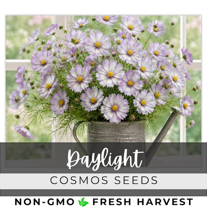 May include: A bouquet of light purple and white cosmos flowers with yellow centers in a galvanized metal watering can. The text "Daylight COSMOS SEEDS" is displayed on a black banner. The words "NON-GMO FRESH HARVEST" are at the bottom.