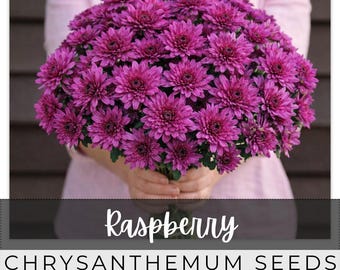210 Seeds Chrysanthemum, Raspberry, Outdoor Garden Planting Heirloom, Great for arrangements, Mum