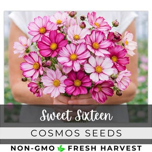 May include: A bouquet of cosmos flowers in shades of pink and white with yellow centers. The flowers are held in front of a person. The text "Sweet Sixteen" and "Cosmos Seeds" are displayed below the flowers. The words "Non-GMO" and "Fresh Harvest" are also displayed.