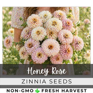 May include: A bouquet of Honey Rose Zinnia flowers in shades of pink and cream. The flowers have a full, layered appearance with yellow centers. The image includes the text "Honey Rose Zinnia Seeds" and "Non-GMO Fresh Harvest".