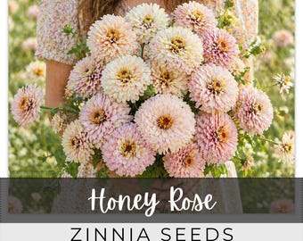 125 Seeds Zinnia, Honey Rose, Outdoor Garden Planting Heirloom, Great for arrangements