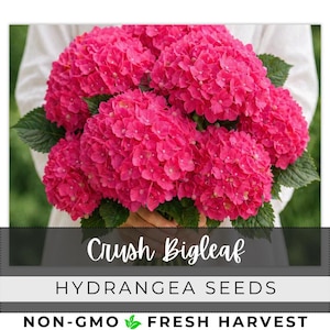 May include: A bouquet of vibrant pink hydrangea flowers with green leaves. The image includes the text "Crush Bigleaf" and "Hydrangea Seeds". The bottom of the image reads "Non-GMO Fresh Harvest".