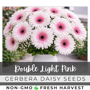 May include: A bouquet of double light pink Gerbera daisies in a white vase. The flowers have a light pink outer ring with a darker pink center. The text "Double Light Pink" and "GERBERA DAISY SEEDS" is visible.