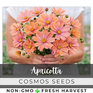 May include: A bouquet of apricot-colored cosmos flowers with pink and yellow centers. The flowers are held in hands, with the text "Apricotta" and "Cosmos Seeds" at the bottom. The words "Non-GMO Fresh Harvest" are also visible.