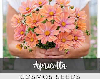 125 Seeds Cosmos, Apricotta, Outdoor Garden Planting Heirloom, Great for arrangements
