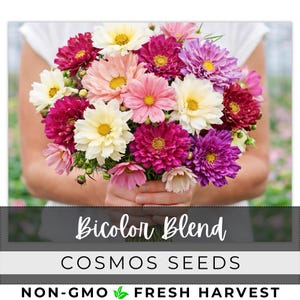 May include: A bouquet of cosmos flowers in shades of pink, purple, and cream, with yellow centers. The text "Bicolor Blend" and "Cosmos Seeds" is displayed below the flowers. The image also includes the text "Non-GMO Fresh Harvest".