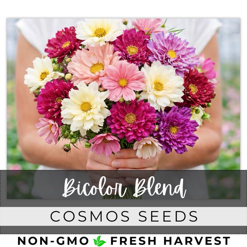 May include: A bouquet of cosmos flowers in shades of pink, purple, and cream, with yellow centers. The text "Bicolor Blend" and "Cosmos Seeds" is displayed below the flowers. The image also includes the text "Non-GMO Fresh Harvest".