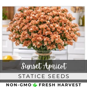 May include: A bouquet of sunset apricot statice flowers in a clear glass vase. The flowers are a mix of peach and white, with green stems. The vase is tied with twine. The text "Sunset Apricot" and "Statice Seeds" is visible.