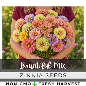 May include: A vibrant bouquet of zinnias in shades of pink, yellow, orange, and purple. The flowers are held by a person wearing a maroon shirt. The text "Bountiful Mix" and "Zinnia Seeds" are displayed below the flowers.