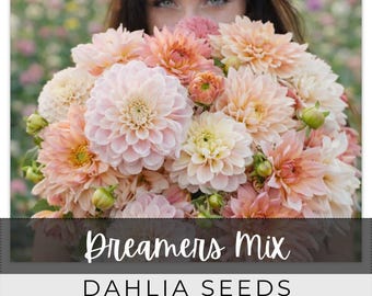 50 Seeds Dahlia, Dreamer's Mix, Outdoor Garden Planting Heirloom, Great for arrangements
