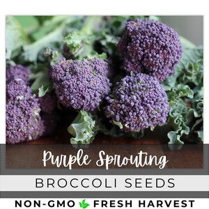 250 Seeds Broccoli Plant Perennial Outdoor Heirloom Garden Broccolini