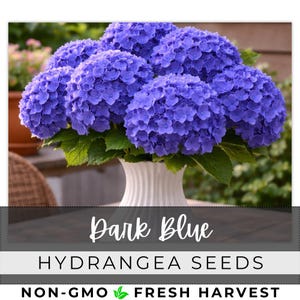May include: A bouquet of dark blue hydrangea flowers in a white vase. The image includes the text "Dark Blue Hydrangea Seeds" and "Non-GMO Fresh Harvest". The flowers have green leaves.