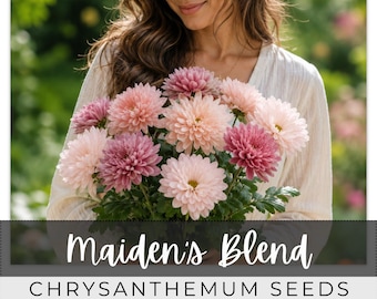 210 Seeds Chrysanthemum, Maiden's Blend, Outdoor Garden Planting Heirloom, Great for arrangements, Mum