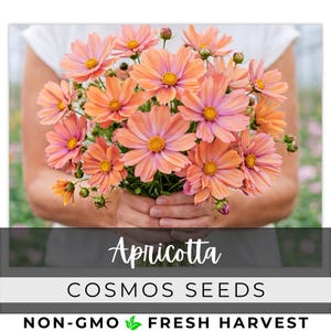 May include: A bouquet of apricot-colored cosmos flowers with pink and yellow centers. The flowers are held in hands against a blurred background. The text "Apricotta" and "Cosmos Seeds" are displayed below the flowers.