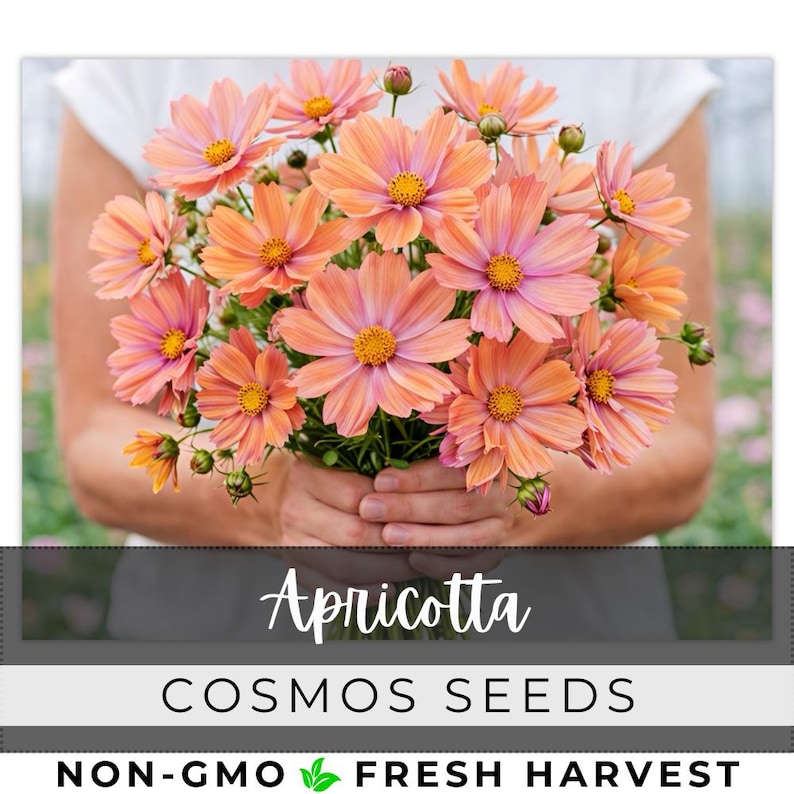 May include: A bouquet of apricot-colored cosmos flowers with pink and yellow centers. The flowers are held in hands against a blurred background. The text "Apricotta" and "Cosmos Seeds" are displayed below the flowers.