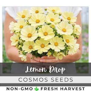 May include: A bouquet of pale yellow cosmos flowers with bright yellow centers. The flowers are held in front of a person. The text "Lemon Drop" and "Cosmos Seeds" are displayed below the flowers.