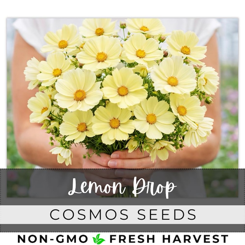 May include: A bouquet of pale yellow cosmos flowers with bright yellow centers. The flowers are held in front of a person. The text "Lemon Drop" and "Cosmos Seeds" are displayed below the flowers.