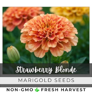 May include: Close-up of a vibrant orange marigold flower with multiple layers of petals. The flower is in full bloom, with a green stem and leaves in the background. The text "Strawberry Blonde" and "Marigold Seeds" are visible.