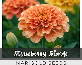 50 Seeds Marigold, Strawberry Blonde, Outdoor Garden Planting Heirloom, Great for arrangements