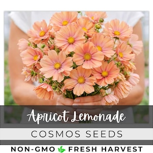May include: A bouquet of apricot-colored cosmos flowers with yellow centers. The flowers are held in someone's hands. The text "Apricot Lemonade" and "Cosmos Seeds" is displayed below the flowers.