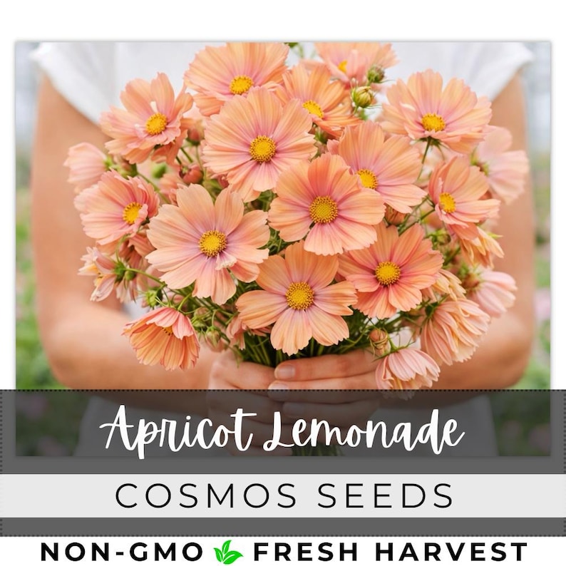 May include: A bouquet of apricot-colored cosmos flowers with yellow centers. The flowers are held in someone's hands. The text "Apricot Lemonade" and "Cosmos Seeds" is displayed below the flowers.