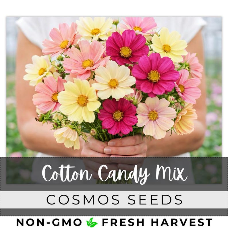 May include: A bouquet of cosmos flowers in shades of pink, yellow, and magenta, held by a person. The flowers have yellow centers. Text on the image reads "Cotton Candy Mix" and "Cosmos Seeds". The image also includes the text "Non-GMO Fresh Harvest".