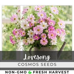 May include: A bouquet of pink and white cosmos flowers in a galvanized metal watering can. The flowers have yellow centers and are labeled "Lovesong Cosmos Seeds" with "Non-GMO Fresh Harvest" text.