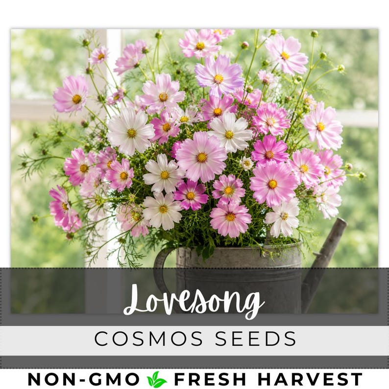 May include: A bouquet of pink and white cosmos flowers in a galvanized metal watering can. The flowers have yellow centers and are labeled "Lovesong Cosmos Seeds" with "Non-GMO Fresh Harvest" text.