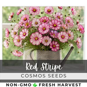 May include: A bouquet of pink and white cosmos flowers in a galvanized metal watering can. The flowers have a red stripe pattern and yellow centers. The text "Red Stripe COSMOS SEEDS" is displayed below the flowers.