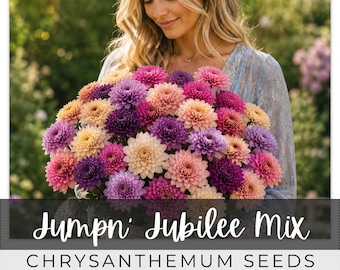 210 Seeds Chrysanthemum, Jumpn' Jubilee Mix, Outdoor Garden Planting Heirloom, Great for arrangements, Mum