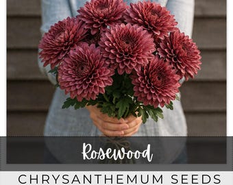 210 Seeds Chrysanthemum, Rosewood, Outdoor Garden Planting Heirloom, Great for arrangements, Mum